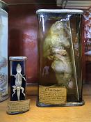 galerie de paleontologie et de anatomie comparee 5-2013 1284